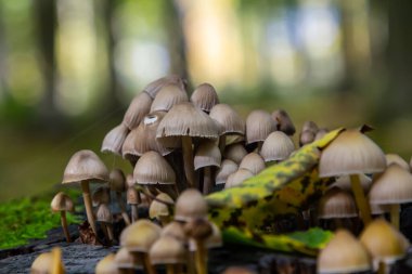 Canlı bir Psathyrella mantarı kümesi, yemyeşil yosunlar ve sakin bir sonbahar ormanında düşen sarı yapraklarla çevrili çürüyen bir kütükle gelişir..
