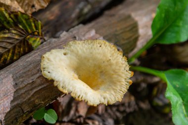 Amanita falloides ve Neofavolus alveolaris mantarlarının yakın çekimlerinde yemyeşil bir ormandaki çürüyen ağaçlarda büyüyen mantarlar farklı özelliklerini gözler önüne seriyor..