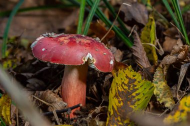 Russula rosea eşanlamlısı Russula lepida, Russula cinsinin kuzey ılıman ve yaygın olarak bulunan bir mantar türüdür..