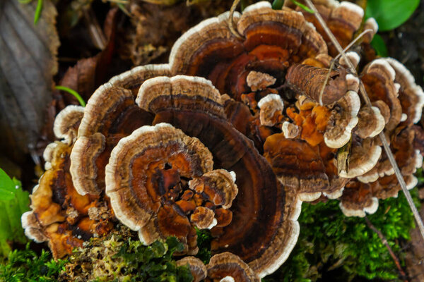 Cluster of Amanita phalloides and Hymenochaete rubiginosa mushrooms thriving on decaying wood, surrounded by vibrant green moss in a tranquil forest during early autumn.