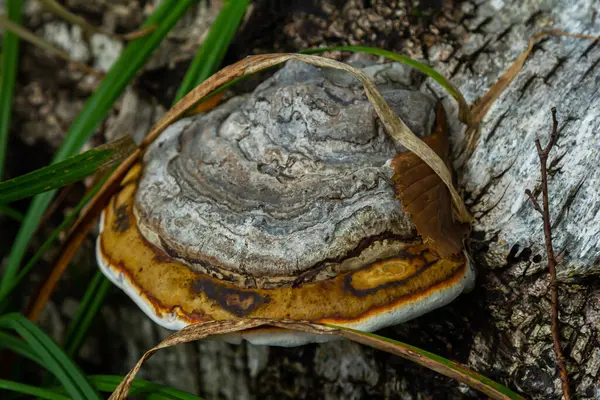 Fomitopsis pinicola, yumuşak ahşap ve parke ağaçlarında yaygın olarak rastlanan bir kök çürüme mantarıdır. Kıvrımlı meyve gövdesi kırmızı kemerli büzük olarak bilinir. Bu tür Orta Avrupa ve Asya 'da yaygındır..