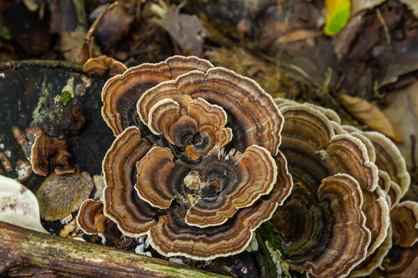 Красочные грибы Psathyrella с концентрическими узорами процветают на разлагающейся древесины в лесу, демонстрируя замысловатую красоту природы осенью.