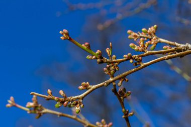 Bahar genç yaprakları ağaçların üzerinde bir bahar parkının arka planına karşı. Bahar manzarası, ilk yapraklı ağaçlar..