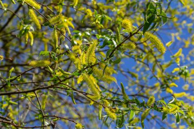Altın söğüt ağaçlarının yakın çekimi bahar rüzgarında hafifçe sallanıyor. Güneş ışığı onların canlı rengini ve narin dokusunu güçlendirir. Baharın ilk zamanlarındaki güzelliği vurgular..