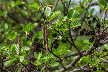 Yeşil ve kahverengi alder konileri, alder catkins ve yeşil yapraklar.