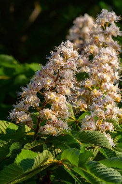 Aesculus hipocastanum büyük bir ağaçtır. Cilt yüzeyi arılar ve böcekler için bir nektar kaynağıdır ve geleneksel tıpta bir malzeme olarak kullanılır..