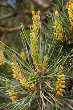 Pinus çam ağacının ovoid ve portakal filizlerinin seçici odak noktası ve bulanık arka planı olan yeşil iğneler..
