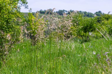 Calamagrostis arundinacea, Poaceae familyasından Avrasya, Çin ve Hindistan 'a özgü bir çim türü. Tropik dağların yabani otlarına yakın çekim. Vahşi çimen duvar kağıdı. Yabani otlar. Doğa otu.