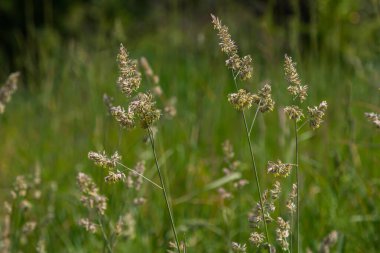 Yeşil çimenlere karşı Dactylis ekin. Çayırlarda değerli çimler açar. Dactylis glomerata. Dactylis glomerata, ayrıca horoz ayağı, meyve bahçesi otu ya da kedi otu olarak da bilinir..