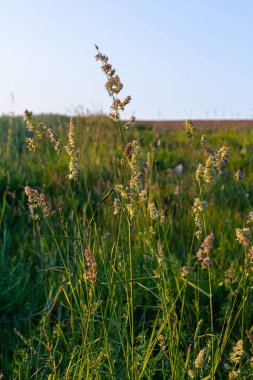 Yeşil çimenlere karşı Dactylis ekin. Çayırlarda değerli çimler açar. Dactylis glomerata. Dactylis glomerata, ayrıca horoz ayağı, meyve bahçesi otu ya da kedi otu olarak da bilinir..