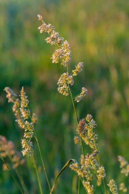 Yeşil çimenlere karşı Dactylis ekin. Çayırlarda değerli çimler açar. Dactylis glomerata. Dactylis glomerata, ayrıca horoz ayağı, meyve bahçesi otu ya da kedi otu olarak da bilinir..