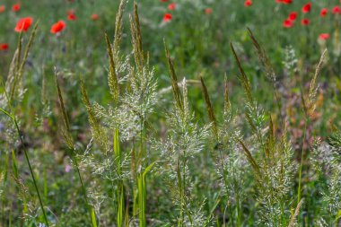 Calamagrostis arundinacea, Poaceae familyasından Avrasya, Çin ve Hindistan 'a özgü bir çim türü. Tropik dağların yabani otlarına yakın çekim. Vahşi çimen duvar kağıdı. Yabani otlar. Doğa otu.