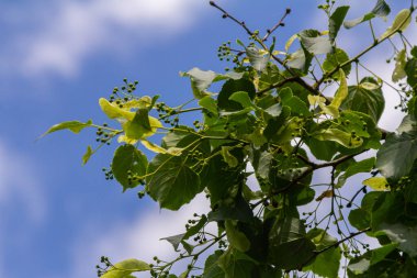 Linden, ıhlamur çiçeği Yazın ağaçta yeşil yapraklarla.