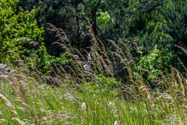 Poa trivialis rough bluegrass, ABD 'de süs bitkisi olarak kabul edilen uzun ömürlü bir bitkidir. Çimen ailesinin bir parçası..