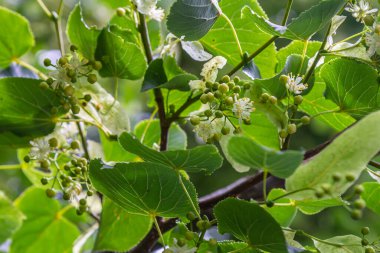 Linden, ıhlamur çiçeği Yazın ağaçta yeşil yapraklarla.