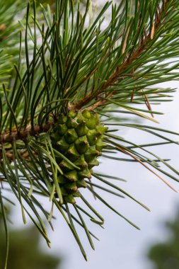 Küçük bir sedir çamı. Güneşli bir yaz bahçesinde büyük yeşil koni ile Pinus pumila. Çiçek duvar kağıdı.