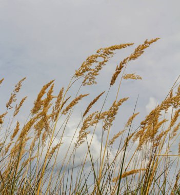 Çayırdaki küçük kamışlı Calamagrostis epigejos 'un enfeksiyonu..