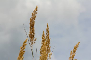 Çayırdaki küçük kamışlı Calamagrostis epigejos 'un enfeksiyonu..