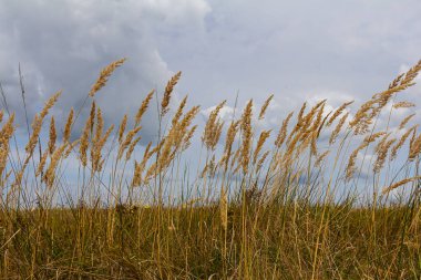 Çayırdaki küçük kamışlı Calamagrostis epigejos 'un enfeksiyonu..
