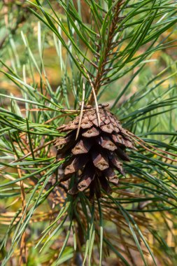 Doğal ortamda kozalaklı Pinus Sylvestris dalı.