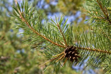 Doğal ortamda kozalaklı Pinus Sylvestris dalı.