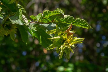Boynuz demeti Carpinus Betulus 'un dalları sonbaharda sarkan infloresans ve yapraklar, seçilmiş odak, alanın dar derinliği, bulanık arkaplanda kopyalama alanı.