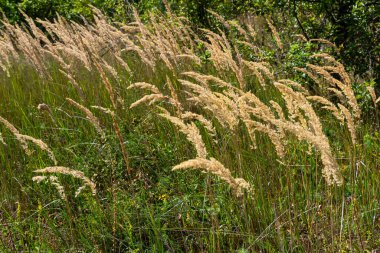 Çayırdaki küçük kamışlı Calamagrostis epigejos 'un enfeksiyonu..