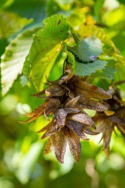 Boynuz demeti Carpinus Betulus 'un dalları sonbaharda sarkan infloresans ve yapraklar, seçilmiş odak, alanın dar derinliği, bulanık arkaplanda kopyalama alanı.