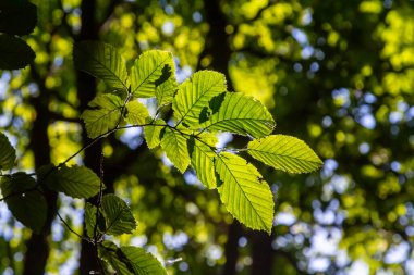 Ulmus pumila kertenkele yaprakları seçici odak noktası, Avrupa boynuz ışını veya karpinus betulus bahçede, yoğun bir çit oluşturan küçük yapraklı bitki, güneş ışığı ile yeşil yaprak deseni, doğa arka planı.