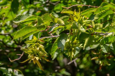 Boynuz demeti Carpinus Betulus 'un dalları sonbaharda sarkan infloresans ve yapraklar, seçilmiş odak, alanın dar derinliği, bulanık arkaplanda kopyalama alanı.