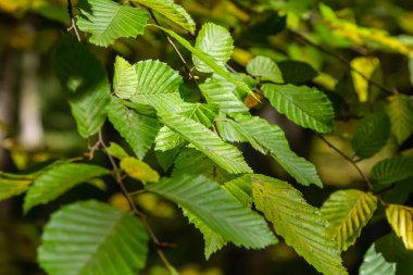 Ulmus pumila kertenkele yaprakları seçici odak noktası, Avrupa boynuz ışını veya karpinus betulus bahçede, yoğun bir çit oluşturan küçük yapraklı bitki, güneş ışığı ile yeşil yaprak deseni, doğa arka planı.