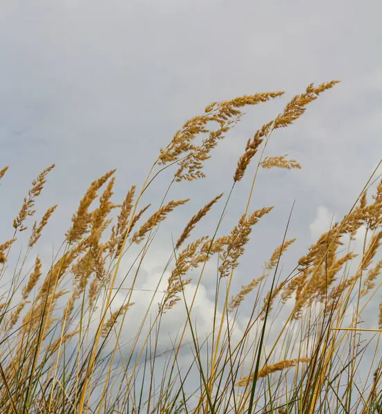 Çayırdaki küçük kamışlı Calamagrostis epigejos 'un enfeksiyonu..