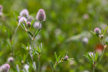 Trifolium kalkışı yakın çekim. Çayırdaki tüylü yonca. Tarlada yetişen yaz bitkileri. Renkli parlak bitkiler. Ayrıntılara seçici odaklanma, bulanık arkaplan.