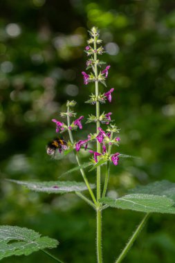 Çiçek açmış bir çitin kenarındaki Woundwort Stachys Sylvatica çiçeğini kapatın..