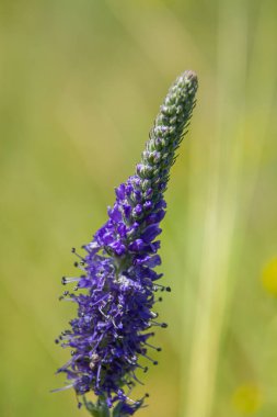 Veronica Spicata Speedwell Syn 'i zehirledi. Pseudolysimachion spicatum, Plantaginaceae familyasından bir bitki türü..
