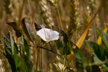 Tarla yosunu ya da Convolvulus arvensis Avrupa bağları sürünen Jenny sarmaşık bitkisi açık ve kapalı, yeşil yapraklarla çevrili..