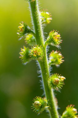 Yaygın tarım tohumları, Latince adı Agrimonia Eupatoria.