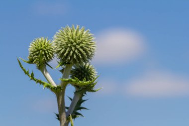 Vahşi doğada, bal bitkisi echinops sphaerocephalus çiçek açar..