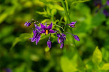 Acı tatlı itüzümü Solanum dulcamara çiçekleri ve yapraklı tomurcuklar. Metin için yer.