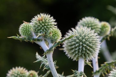 Vahşi doğada, bal bitkisi echinops sphaerocephalus çiçek açar..