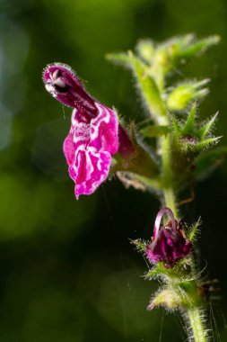 Çiçek açmış bir çitin kenarındaki Woundwort Stachys Sylvatica çiçeğini kapatın..