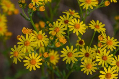 Orman çayırında yabani Jacobaea vulgaris bitkisi. Ragwort, kokuşmuş Willie ya da tansy ragwort olarak bilinir. Yeşil arka planda sarı narin çiçek.