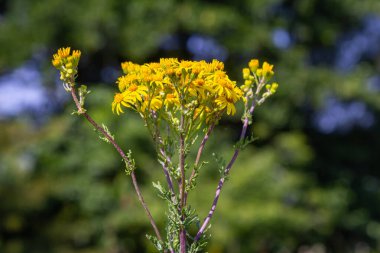 Orman çayırında yabani Jacobaea vulgaris bitkisi. Ragwort, kokuşmuş Willie ya da tansy ragwort olarak bilinir. Yeşil arka planda sarı narin çiçek.
