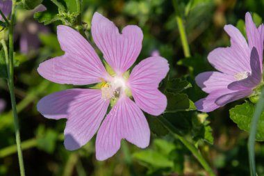 Baharda güneşin altında güzel çiçeklerin yakın çekimi. Malva ortak. Malva sylvestris. Yaygın mallow.