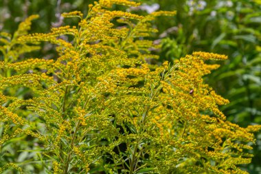 Kanada altın çubuğu, küçük sarı çiçek başları kümesi, yaklaşın. Solidago canadensis ya da brendiae, Asteraceae familyasından uzun ömürlü bir bitki türü..