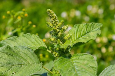 Amaranthus retroflexus, yaygın isimlerinden birine uygun olarak, bir çalı ağacı oluşturur. Neotropik veya Orta ve Doğu Kuzey Amerika 'ya özgü olabilir. Bu bitki farklı bir sebze olarak yenir..