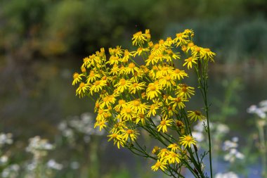 Orman çayırında yabani Jacobaea vulgaris bitkisi. Ragwort, kokuşmuş Willie ya da tansy ragwort olarak bilinir. Yeşil arka planda sarı narin çiçek.