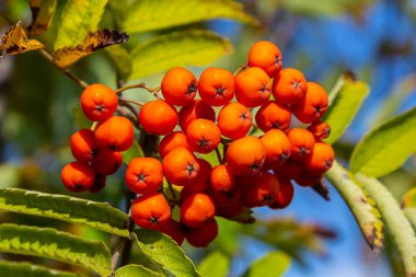 Ağaçta bir demet kırmızı kızılcık çileği.