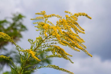 Kanada altın çubuğu, küçük sarı çiçek başları kümesi, yaklaşın. Solidago canadensis ya da brendiae, Asteraceae familyasından uzun ömürlü bir bitki türü..
