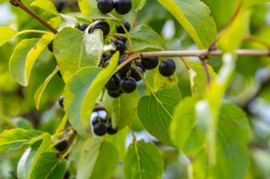 Ağustosta çalılıklarda yetişen parlak dikenli meyveler veya meyveler.